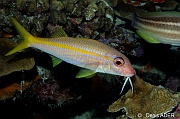 Mulloidichthys martinicus Rouget a ligne jaune-Bonaire Buddy Reef-16m-20180218nuit-Denis-ADER-DSC_6407_tn
